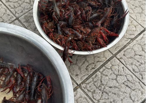 儀征龍蝦調料價格突現大跌，市場供需與季節因素成主因